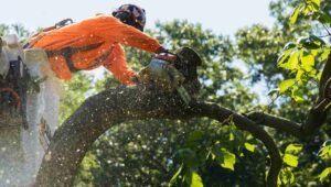 Tree Service in Oak Park, IL