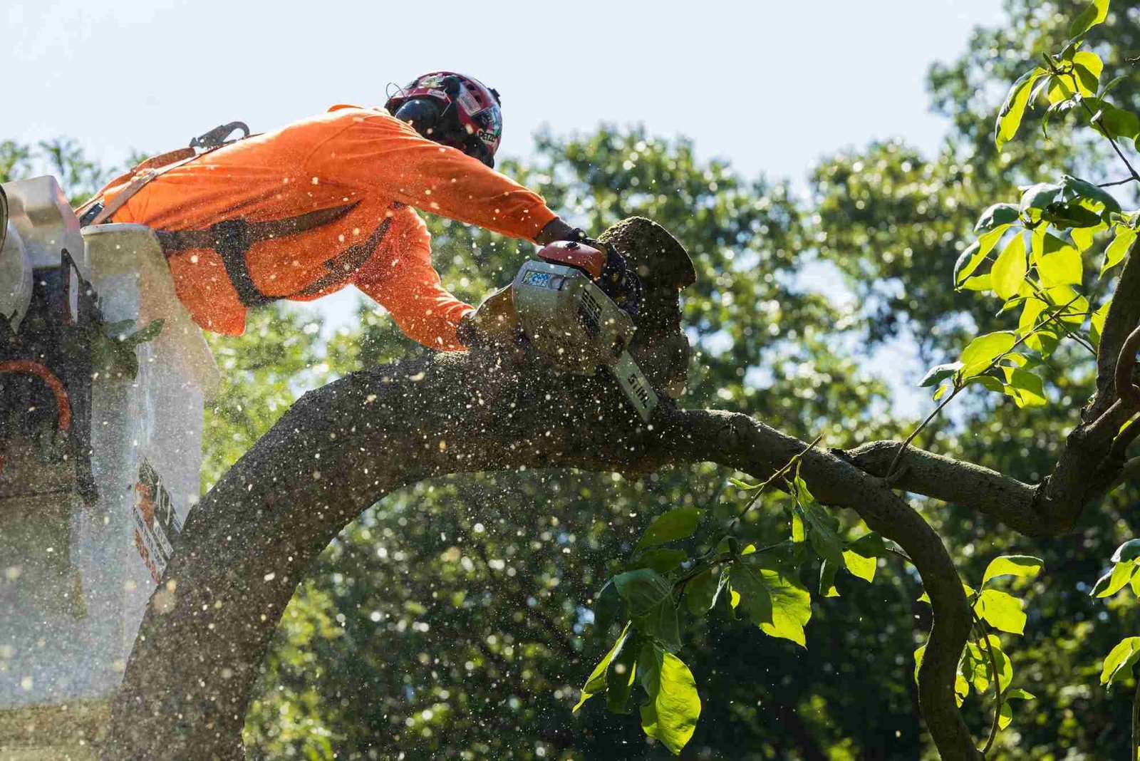 Tree Service in Oak Park, IL